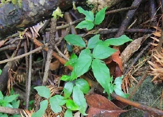 植物百科|三叶青长在什么地方