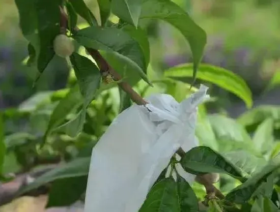 种植管理|桃子套袋时间及方法，桃树什么时候套袋最合适）