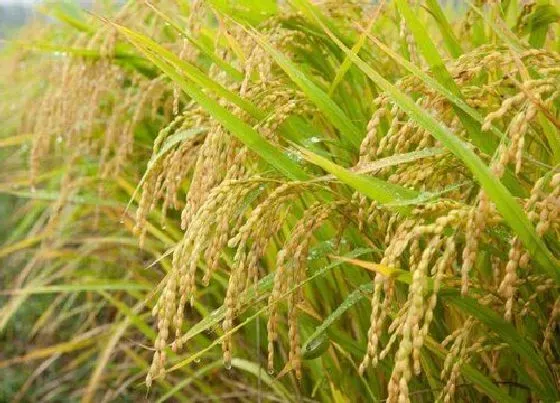 植物播种|南方早稻什么时候播种