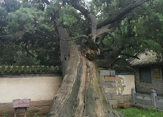 植物种类|北方既耐寒又名贵树种图片（我国北方最耐寒的漂亮树种）