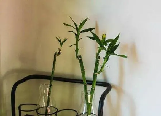 植物排行|室内植物有哪些