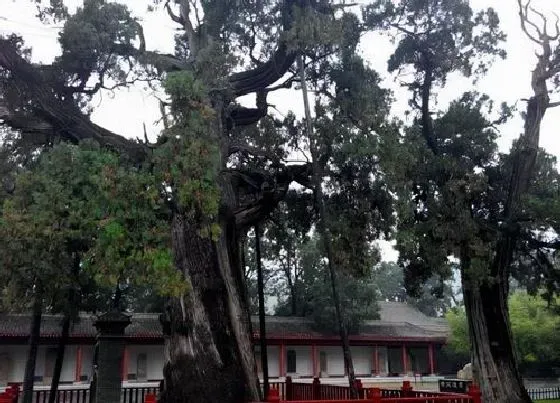 植物种类|北方既耐寒又名贵树种图片（我国北方最耐寒的漂亮树种）