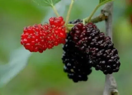 种植管理|桑葚什么时候种植最好