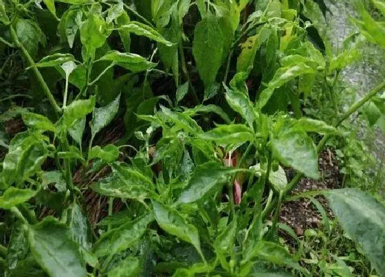 植物虫害|辣椒根结线虫怎么防治效果好（辣椒根结线虫症状及用药）