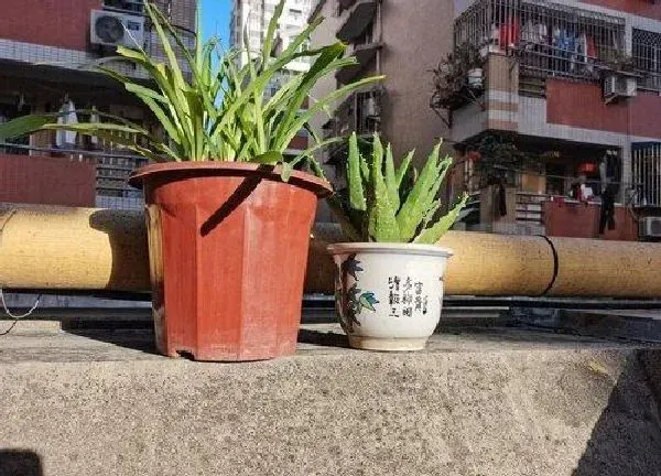 植物移栽|芦荟上盆时间与养护方法