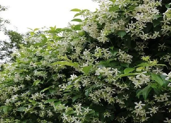 植物扦插|风车茉莉插枝能活吗