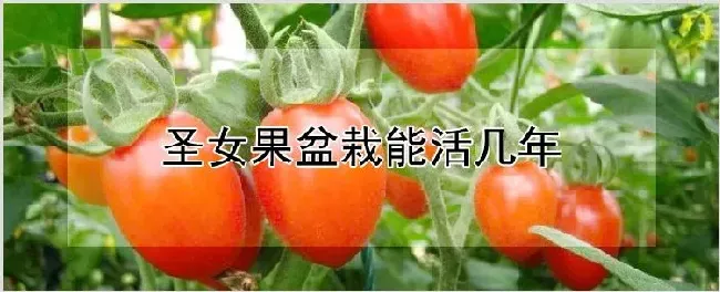 圣女果盆栽能活几年 | 农业科普