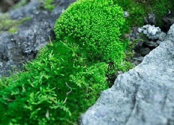 生长环境|青苔的生长环境及生长地方条件