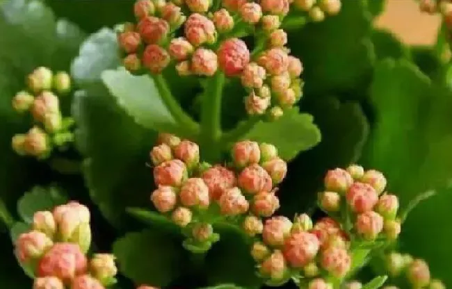 养殖方法|长寿花为什么打花苞不开（长寿花花苞期间怎么养护能开花）