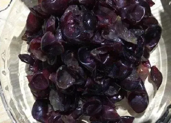 植物施肥|葡萄皮可以做肥料吗