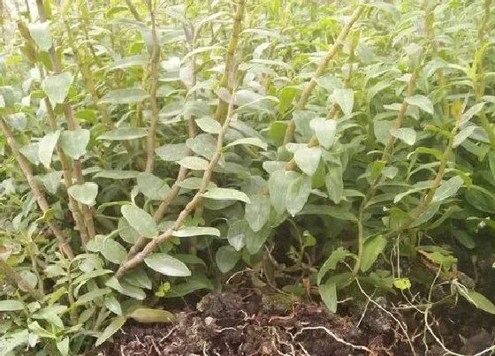 植物百科|石斛长在什么地方