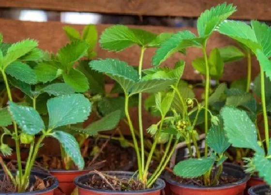 植物修剪|草莓细高徒长怎么办