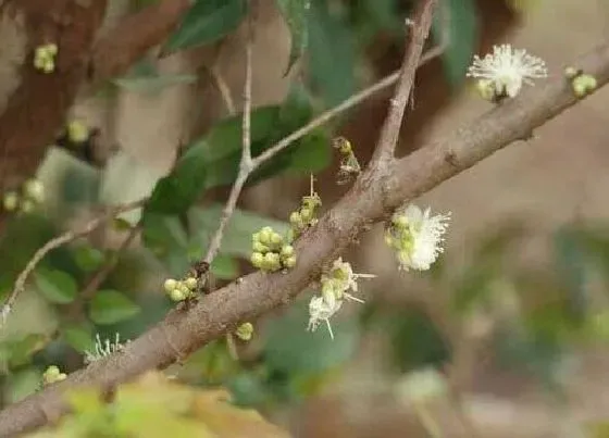 果实诊疗|嘉宝果开花不结果怎么办