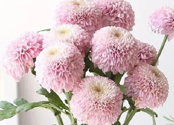 植物寓意|乒乓球菊的花语是什么意思 代表什么寓意