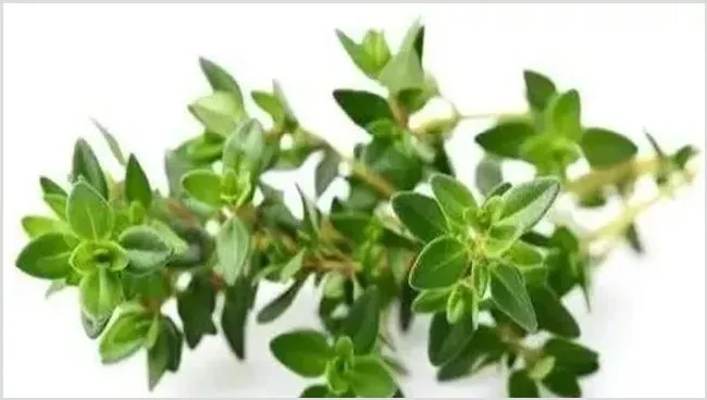 百里香叶片发黄原因及解决方法 | 种植资料