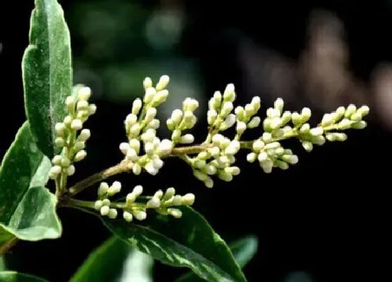 花语|冬青的花语和寓意解释（冬青花的寓意风水和象征）