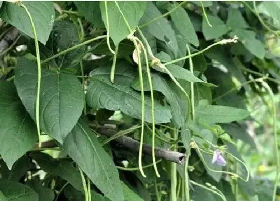 种植管理|豆角几月份种植合适