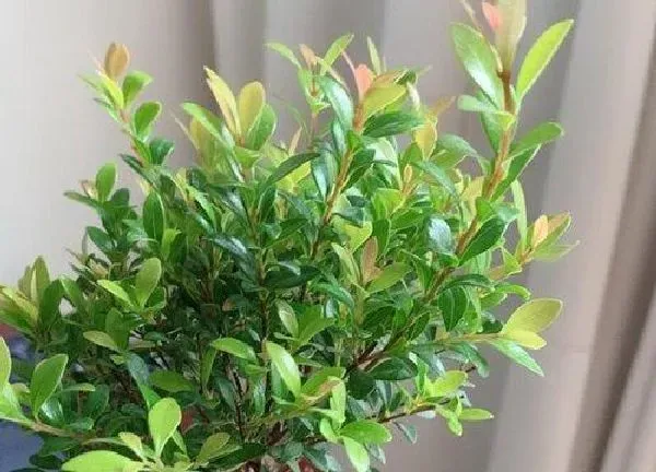 养殖方法|小叶赤楠的养殖方法和注意事项有哪些