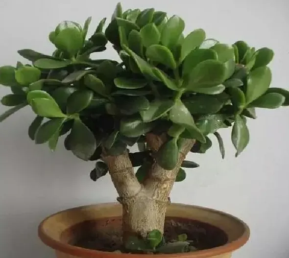 植物浇水|玉树多久浇一次水 浇水时间与频率