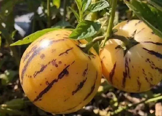 种植管理|人参果树几年结果实