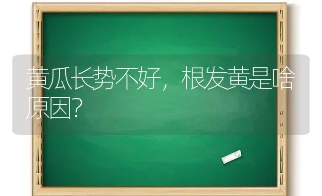 黄瓜长势不好，根发黄是啥原因？ | 蔬菜种植