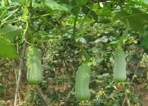 室内摆放|家里种丝瓜对风水好吗