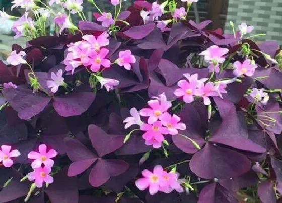 植物百科|多年生耐阴花卉有哪些