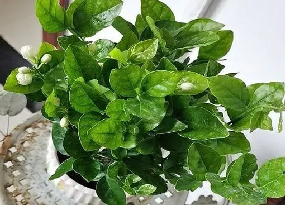 花期|茉莉花期是什么时候