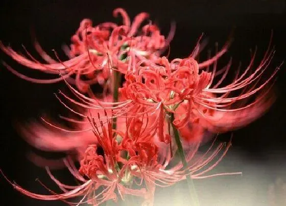 冬天植物|彼岸花耐寒多少度 彼岸花冬天最低能抗寒多少度