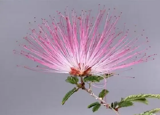 花卉百科|合欢花是哪个国家的国花