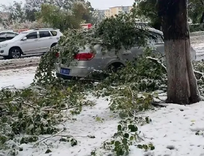 冬天植物|内蒙古呼伦贝尔突降大雪 呼伦贝尔下大雪了！