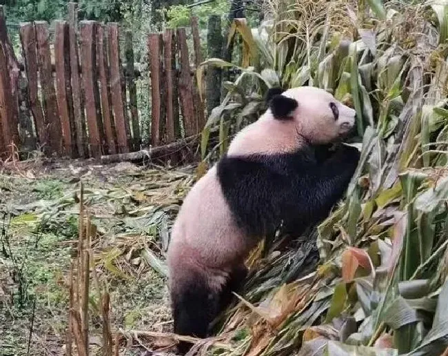 果实科普|玉米地里长熊猫了 四川村民发现熊猫在掰苞谷