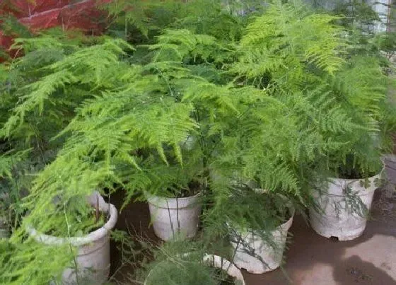 冬天植物|文竹冬天会不会冻死 文竹最低多少度不会冻死