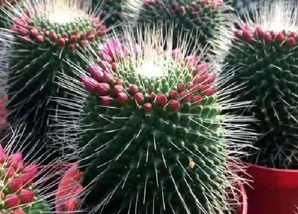 养殖方法|毛花柱怎么养才开花