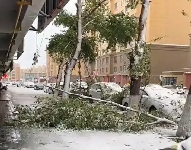 冬天植物|内蒙古呼伦贝尔突降大雪 呼伦贝尔下大雪了！