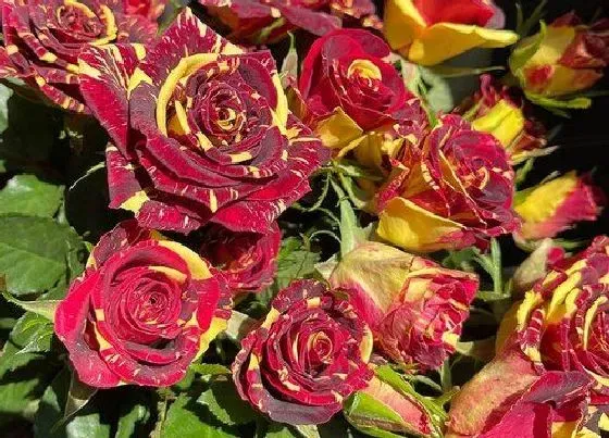 花语|15朵玫瑰代表什么花语