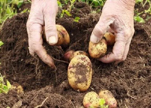 植物发芽|土豆多久发芽出土 土豆种植的5个阶段过程与步骤