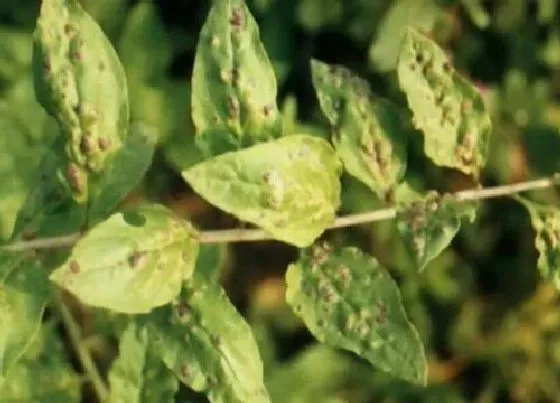 植物虫害|枸杞长虫子怎么办