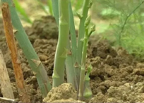 果实保存|芦笋保存方法