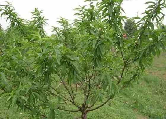 植物嫁接|桃树什么时候嫁接成活率高