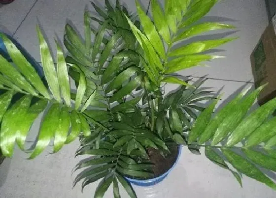 烂根|夏威夷竹子烂根怎么办