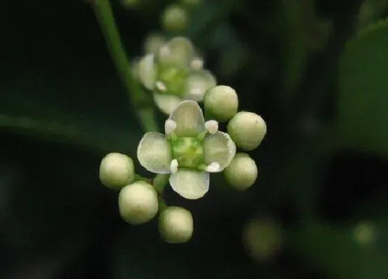 花语|冬青的花语和寓意解释（冬青花的寓意风水和象征）
