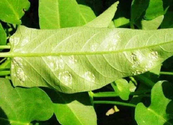 植物虫害|空心菜病虫害防治技术 常见病虫害预防