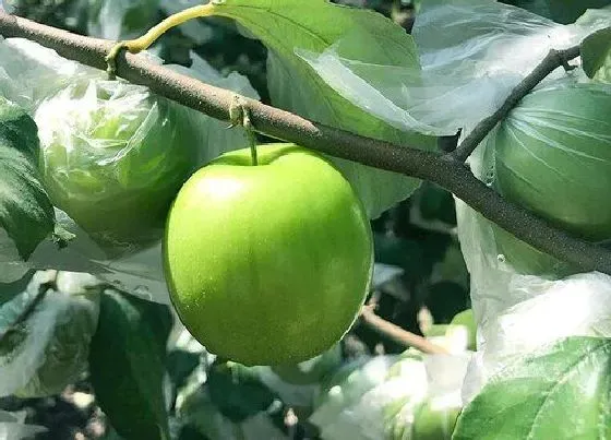 植物产地|冬枣原产地在哪里