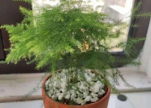 植物浇水|茶叶水可以浇文竹吗