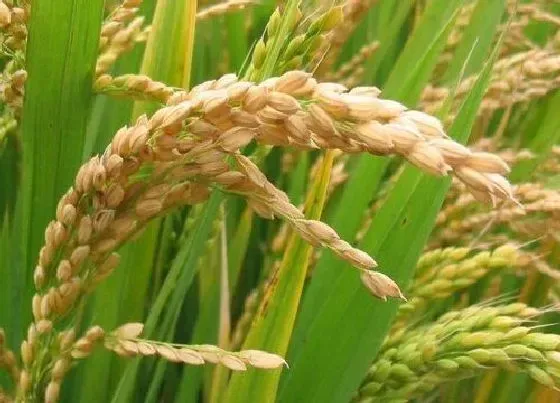 植物播种|南方早稻什么时候播种