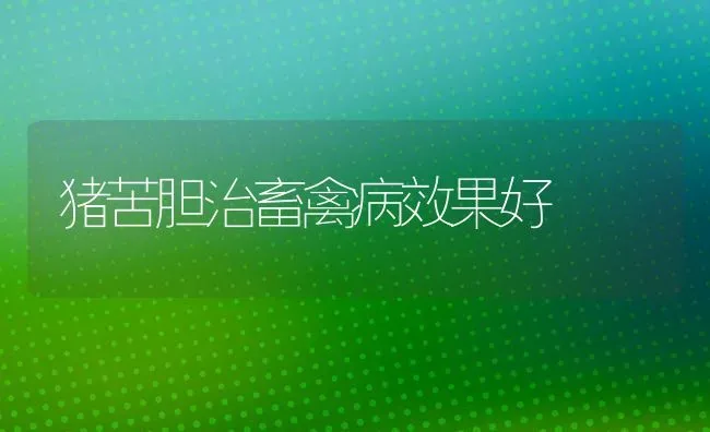 猪苦胆治畜禽病效果好 | 瓜果种植