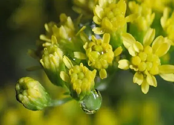 花语|火祭的花语和寓意