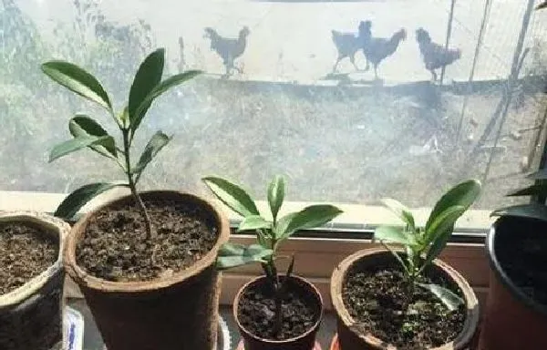 植物生根|非洲茉莉扦插生根最快方法