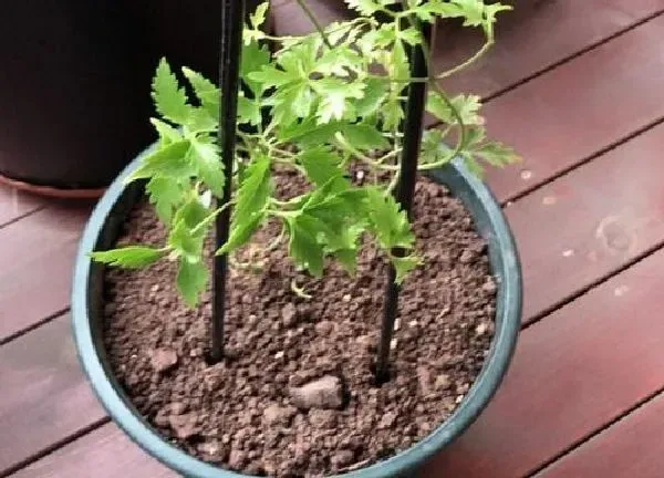 植物浇水|草木灰泡水浇花好不好 草木灰对花草有什么作用